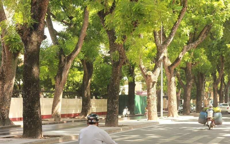 cây xà cừ được trồng rất nhiều tại Việt Nam